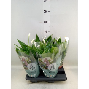 Spathiphyllum  'Pearl Cupido'