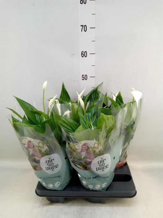 <h4>Spathiphyllum  'Pearl Cupido'</h4>