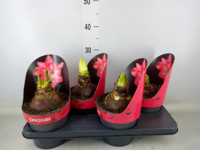 <h4>Hippeastrum   ...</h4>