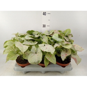 Syngonium   ...