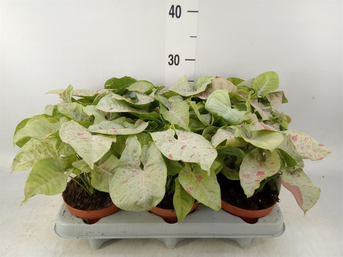 <h4>Syngonium   ...</h4>