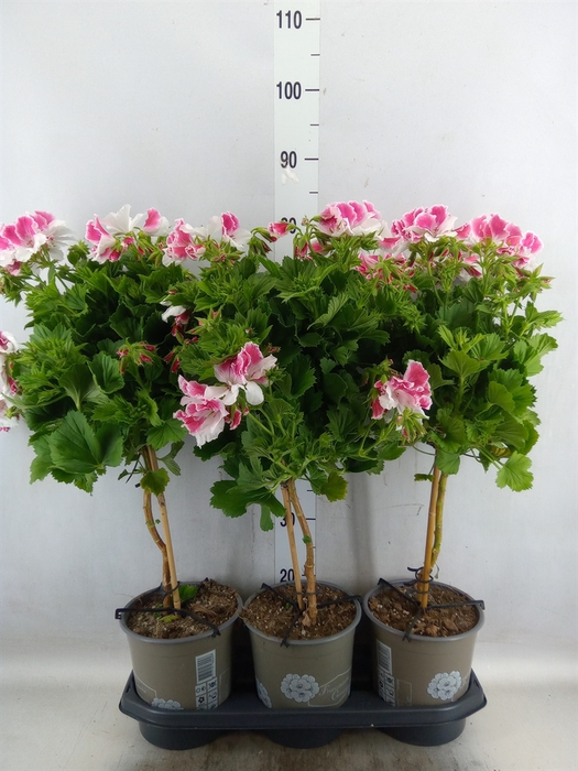 <h4>Pelargonium gran.   ...</h4>