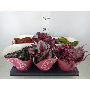 Begonia BD 'Beleaf'   ...mix