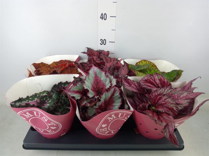 <h4>Begonia BD 'Beleaf'   ...mix</h4>