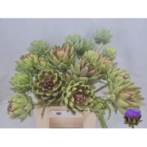 CYNARA SC GREEN GLOB