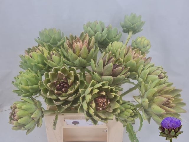 CYNARA SC GREEN GLOB