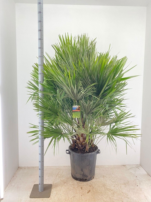 <h4>CHAM HUMILIS</h4>