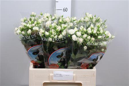 <h4>R Tr White Lady</h4>