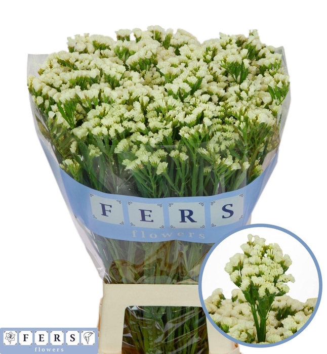 <h4>LIMONIUM SINUATUM 'STARLIGHT WING'</h4>