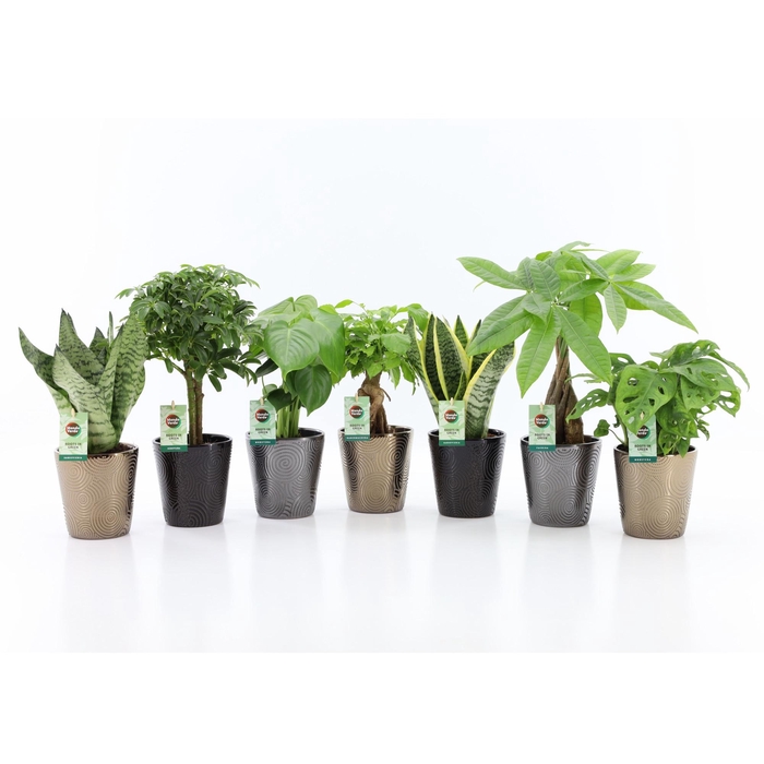 <h4>Easy to Care Mix in Infinity Keramiek</h4>