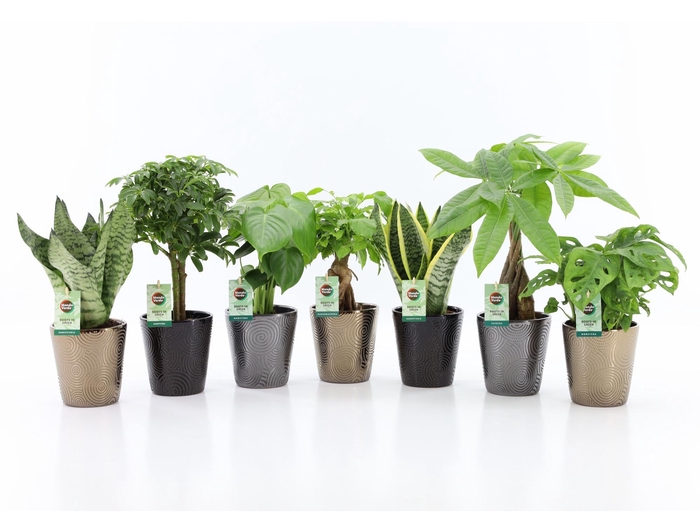 <h4>Ov Kamerplanten Gemengd Keramiek Infinity</h4>