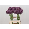 Allium Purple Mystery