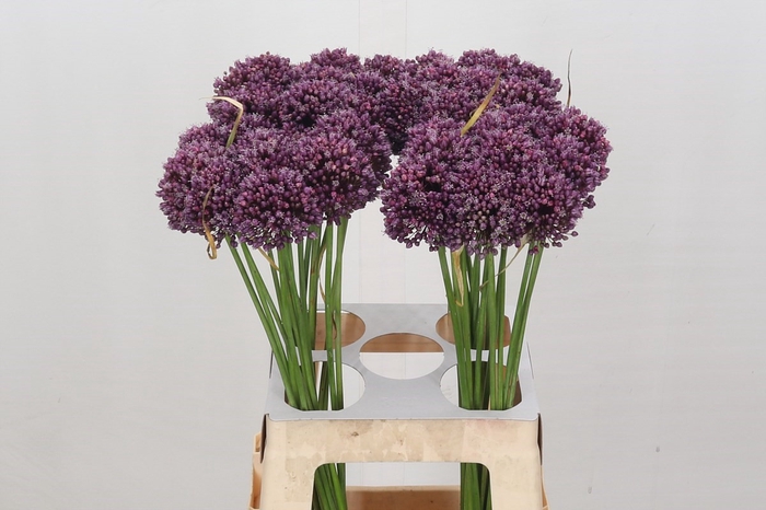 Allium Purple Mystery