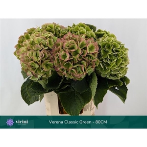 Hydr Verena Classic Green 80 cm Vicini