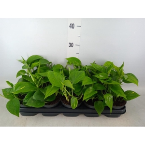 Epipremnum pinn. 'Aureum'