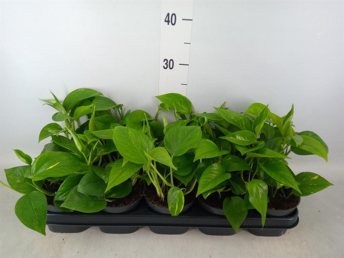 <h4>Epipremnum pinn. 'Aureum'</h4>