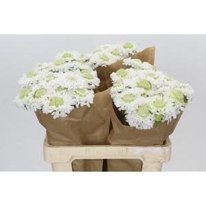 Scabiosa Scoop White