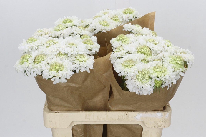 <h4>Scabiosa Scoop White</h4>