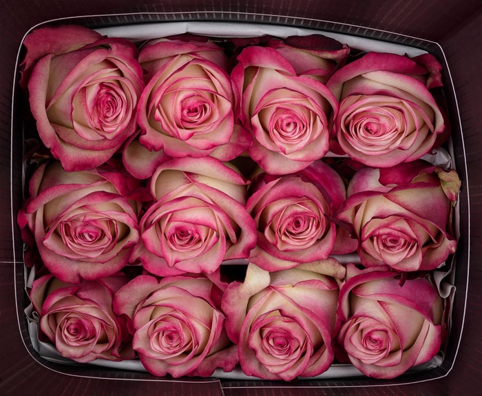 <h4>ROSA GR PALOMA</h4>