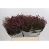 Limonium sinensis Scarlet Diamond