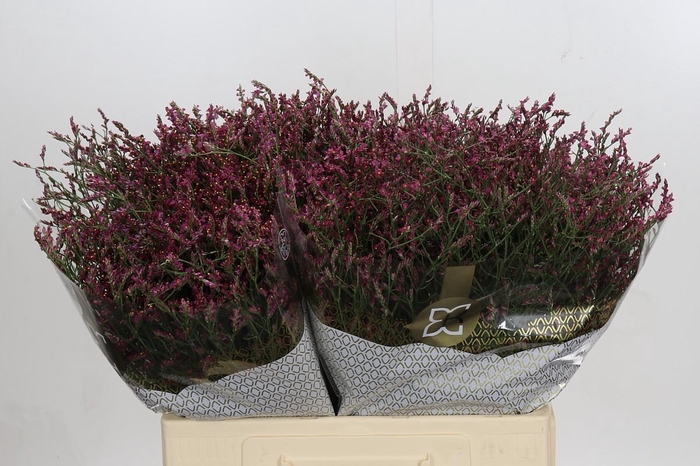 Limonium sinensis Scarlet Diamond