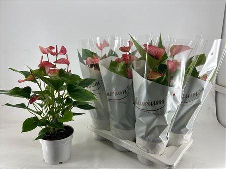 <h4>Anthu A Livium Red 7+</h4>