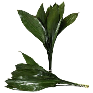 Aspidistra