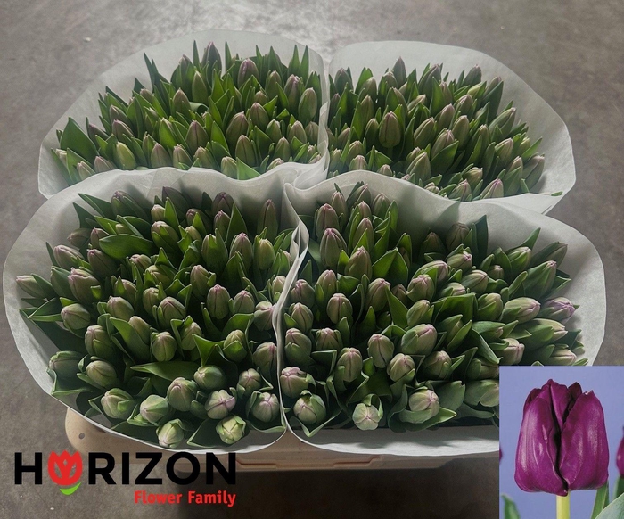 <h4>TU EN SAIGON</h4>