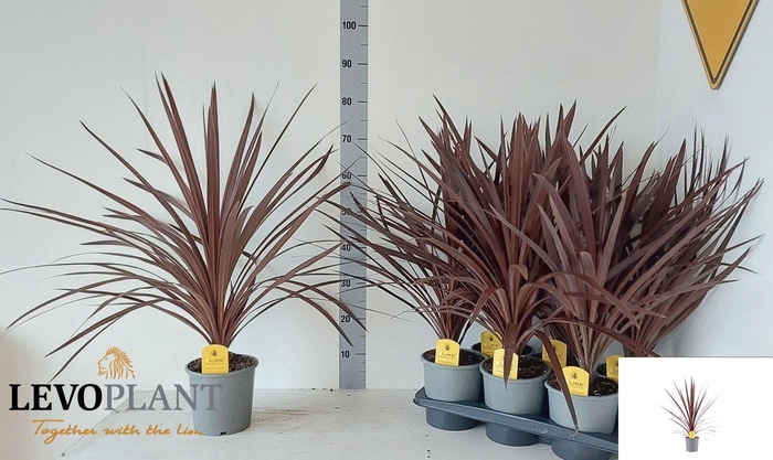 <h4>CORD AUS RED STAR</h4>