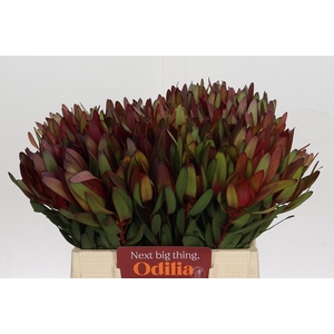 Leucadendron Saf Sunset Dark Red