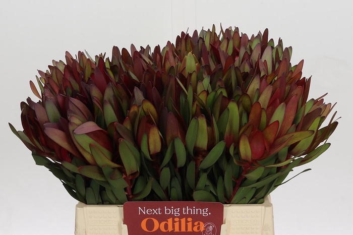 <h4>Leucadendron Saf Sunset Dark Red</h4>