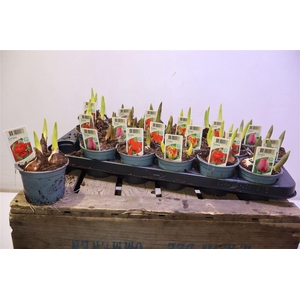 arr8 Tul Gem 4 Kleuren