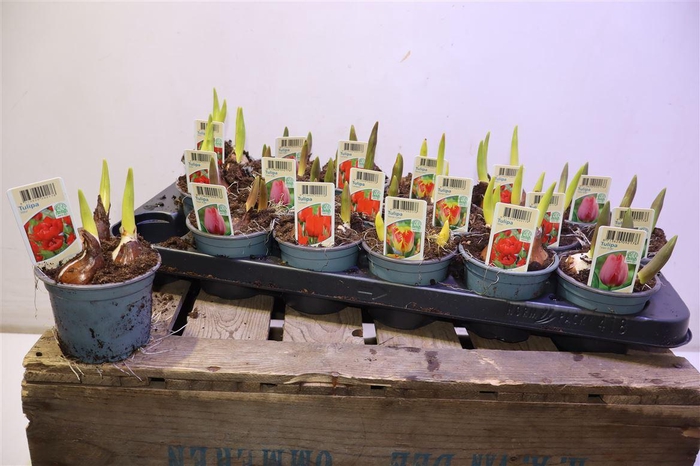 <h4>arr8 Tul Gem 4 Kleuren</h4>