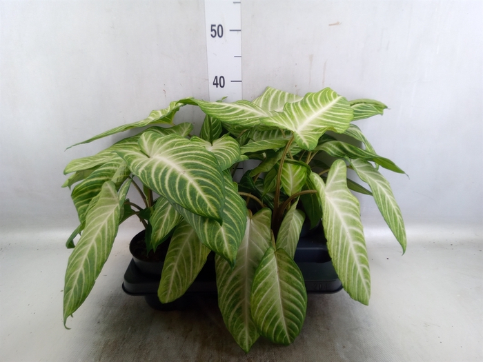 <h4>Caladium lindenii</h4>