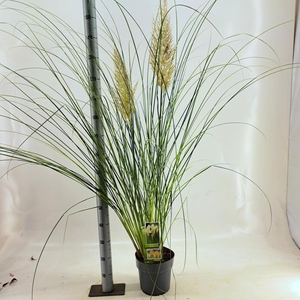 Cortaderia selloana 'Pumila'