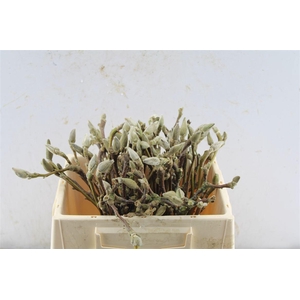 Magnolia Grandiflora