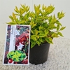 Abelia grandiflora 'Kaleidoscope' PBR P17 (2ltr)