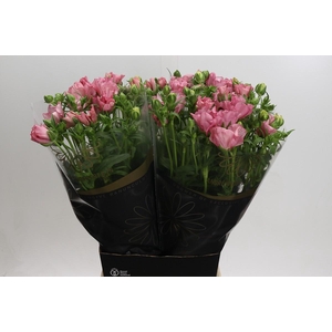 Ranunculus Butterfly Isis