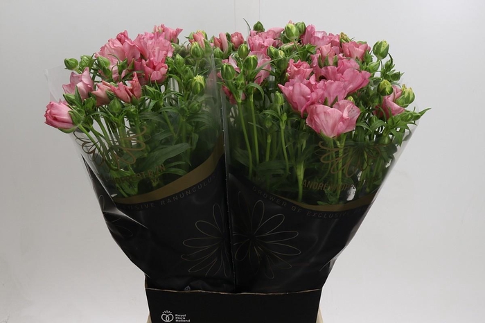 <h4>Ranunculus Butterfly Isis</h4>