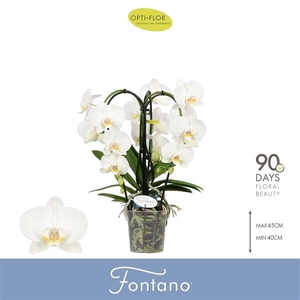 Phalaenopsis overig wit