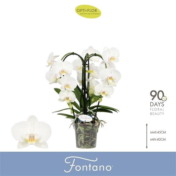 <h4>Phalaenopsis overig wit</h4>