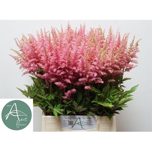 Astilbe Anita Pfeifer Aert