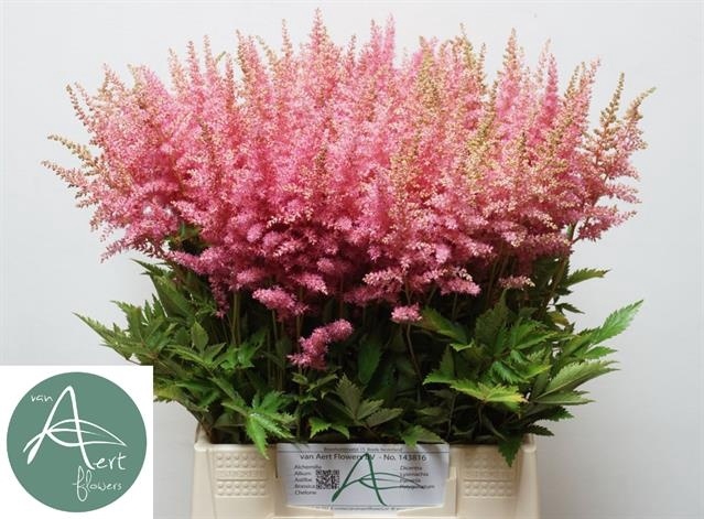 <h4>Astilbe Anita Pfeifer Aert</h4>