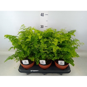 Adiantum raddi. 'Fritz-Luthi'