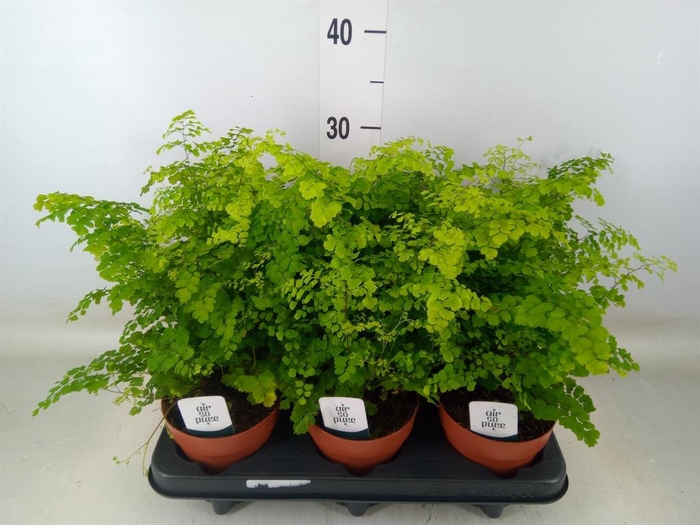 <h4>Adiantum raddi. 'Fritz-Luthi'</h4>