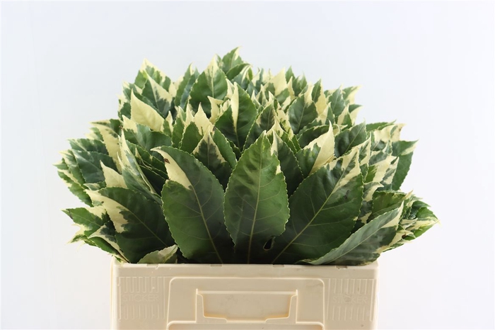 <h4>Aralia Variegata 55cm</h4>