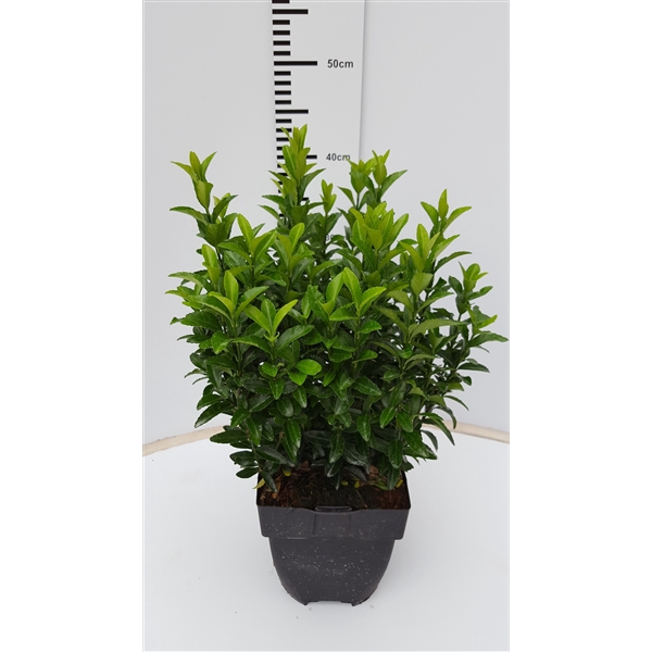 Euonymus jap. 'Green Spire' P17