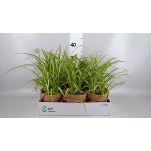 Arr.   Kamerplant Groen L%