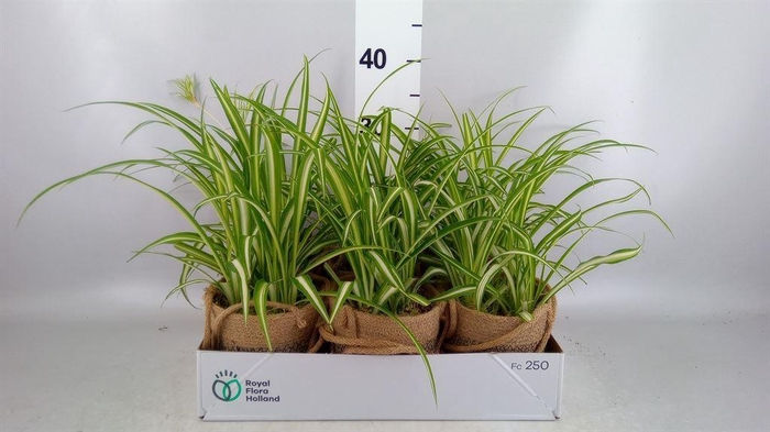 <h4>Arr.   Kamerplant Groen L%</h4>