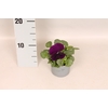 Viola wittrockiana F1 Purple/Violet